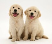 Two-White-Golden-Retriever-Baby-Dog-Puppies-Smile.jpg