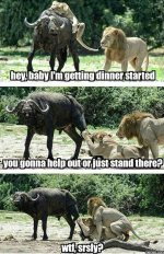 0255d7c455a093e0d7853add0b4e3210--animal-memes-funny-animals.jpg