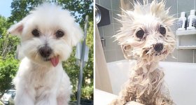 wet-dogs-before-after-bath-33-57a439b19ef7e__700.jpg