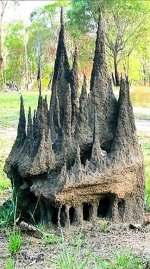 termite.jpg