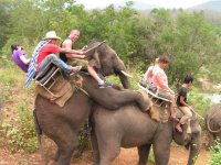 376536721dbc5da918f1deed4568683e--elephant-ride-funny-elephant.jpg