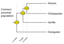 evolution-basics-from-primate-to-human-part-1_1.png