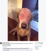 ham-dog-facebook.jpg