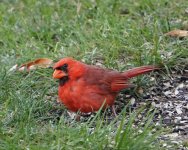2018-07 Aunt Lorraine's backyard - cardinal looking.jpg