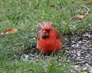 2018-07 Aunt Lorraine's backyard - cardinal with seed 800x640.jpg