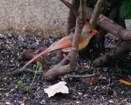 2018-07 Aunt Lorraine's Backyard - female Cardinal behind branch 800x640.jpg