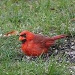 2018-07-21 Aunt Lorraine's backyard - cardinal 800x800.jpg