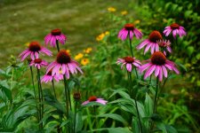 2018-07-21 Aunt Lorraine's backyard - flowers 600x400.jpg