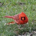 2018-07 Aunt Lorraine's backyard - cardinal -angry bird.jpg