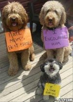 best-dog-shaming.jpg