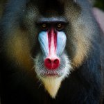 mandrill_monkey.044bbdd.jpg