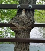 tree fence.jpg