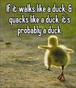 walks like a duck.jpg