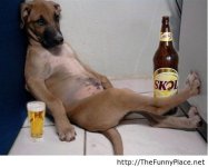 Dog-drinking-beer-funny-photo.jpg