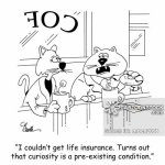 animals-cat-kitten-feline-life_insurance-curiosity-mbcn2058_low.jpg