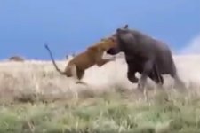 hippo_attacks_lion_2017-08-10.jpg