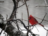 cardinal_nov_2018.jpg