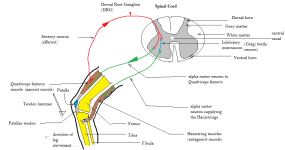 Patellar_tendon_reflex_arc.png