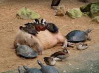 capybara.JPG