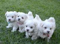 puppies-mr-blue-lil-miss-pink-black-red.jpg