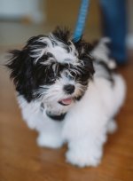 Shih-Tzu-Maltese.jpg