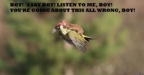 Woodpecker and weasel FOGHORN.jpg