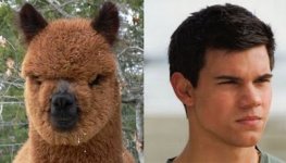 taylorlautner-llama.jpg