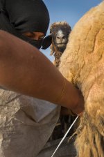 sheep-photo-bomb-in-iraq_608x910.jpg