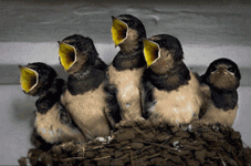 Feeding young birds.gif