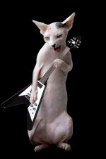 CatGuitar.jpg