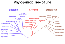 1200px-Phylogenetic_tree.svg.png