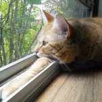 a_penny_for_your_thoughts_little_dreamer_by_lucytherescuedcat-d8tn2ts.jpg