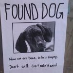 Found-dog.jpg