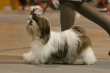 The-Show-Dog-Shih-Tzu.jpg