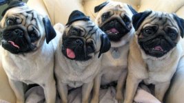 pug-tilt-960x540.jpg