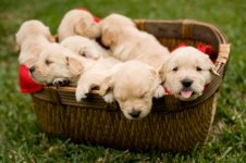 Puppies in Basket.jpg