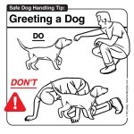 sht_dog_greet.jpg