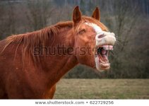 laughing-horse-field-450w-622729256.jpg