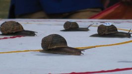 snail-racing.jpeg