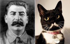 stalin-cat-2_3132197b.jpg