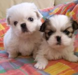 Pekingese-Puppies.jpg