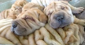 sharpei-pups.jpg