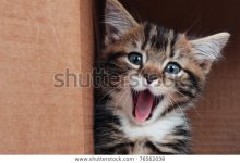 tabby-kitten-smiling-600w-76562038.jpg
