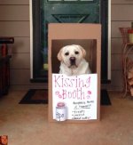 ae6527541ea7c0d36e4c273c36cf299d--kissing-booth-puppy-love.jpg