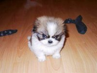 angry-animals-107-588f50ac0af9b__605.jpg