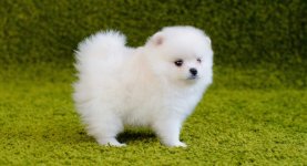 white-pomeranian-long-1024x555.jpg