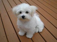 Maltese_puppy.jpeg