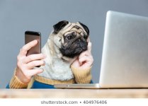 thoughtful-pug-dog-man-hands-260nw-404976406.jpg