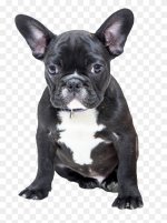 kisscc0-french-bulldog-toy-bulldog-puppy-pug-bulldog-png-5b4d45cec20240.0571390415317907987947.jpg