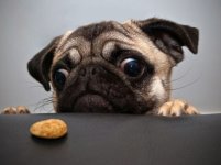 cute-funny-pug-pictures.jpg